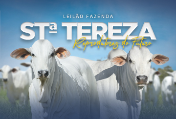 LEILÃO FAZENDA SANTA TEREZA - REPRODUTORES DO FUTURO